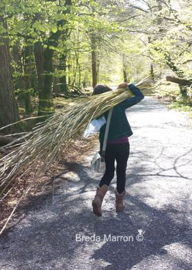 each bundle of willow was carried through Slieve Gullion forest for the willow sculpture